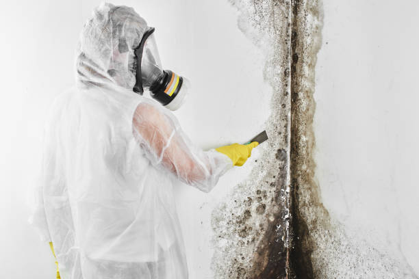 Best Residential Mold Remediation in Fairfax, MN