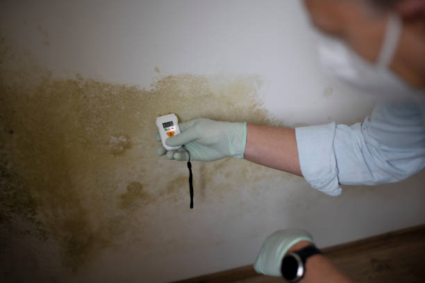 Best DIY Mold Remediation Support Services in Fairfax, MN