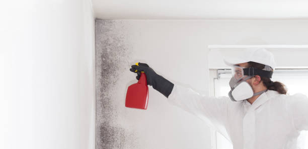 Best DIY Mold Remediation Support Services in Fairfax, MN