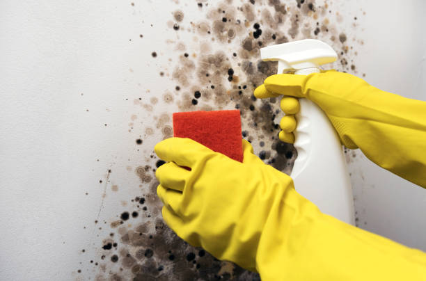 Best White Mold Remediation in Fairfax, MN